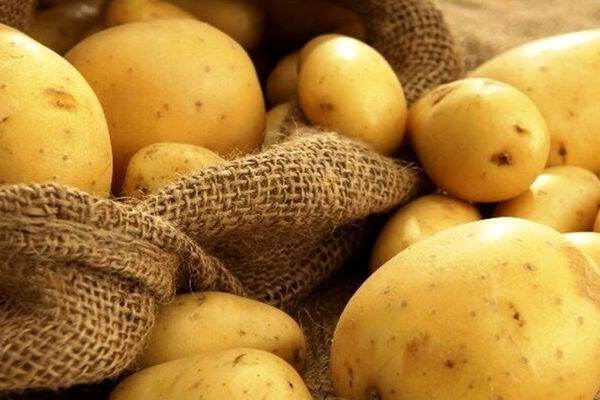 سیب زمینی با مخ زمین خورد