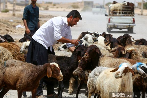 جدیدترین قیمت دام زنده اعلام شد + جزییات