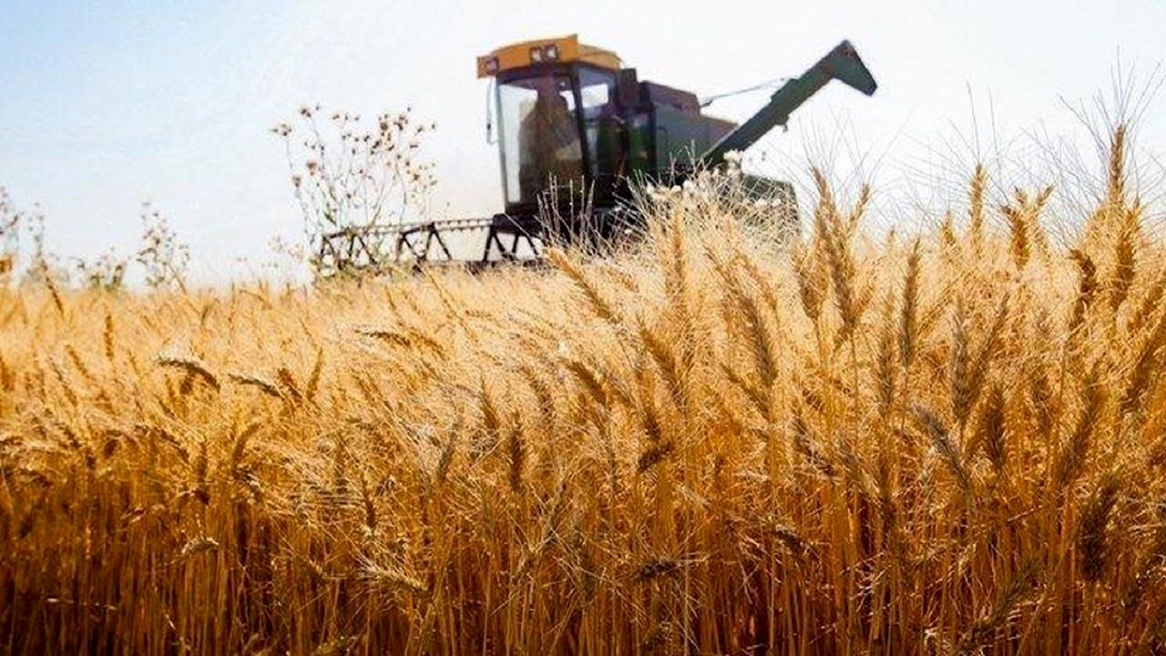 نرخ خرید تضمینی گندم لو رفت