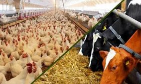 زنگ هشدار گرانی به صدا درآمد؛ گوشت و مرغ از سفره‌ها پر کشیدند!