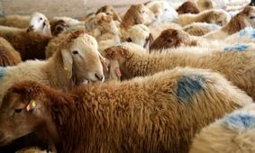 آخرین قیمت دام زنده 6 مهر 1404/ جزییات و تحلیل بازار