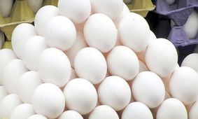 چرا  قیمت تخم‌مرغ برای مرغدار ضررده است؟ + فیلم