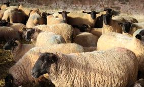 قیمت روز دام زنده 27 مهر 1404 + جدول