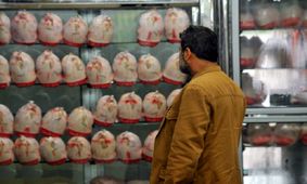 نمی‌شود به مرغ‌ها بگوییم صبر کنید تا نهاده دولتی تحویل بگیریم!/ مرغ گران نیست