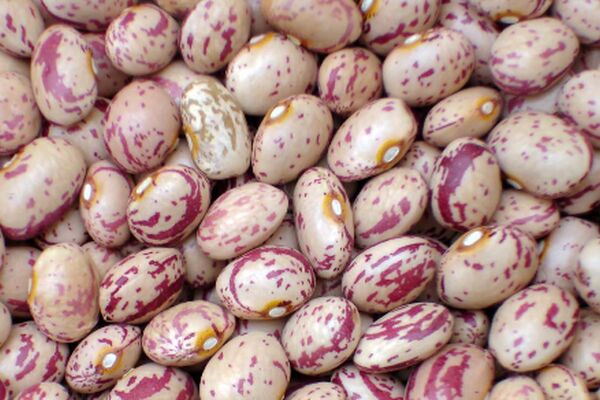 خوراک لوبیا با طعم گرانی / هزینه یک ماه خانواده فقط برای  مصرف خوراک  لوبیا چقدر می شود؟