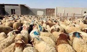 جدیدترین قیمت گوسفند زنده برای عید قربان اعلام شد