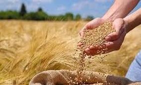 حق گندمکاران یا لطف دولت؟ پشت پرده تسویه مطالبات