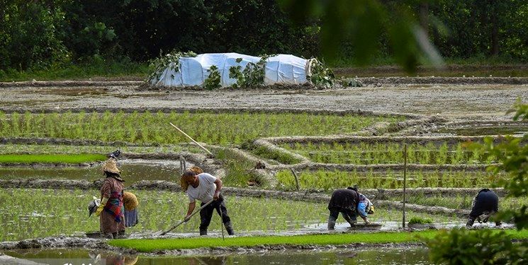 بیخبری کشاورزان از قیمتهای تضمینی