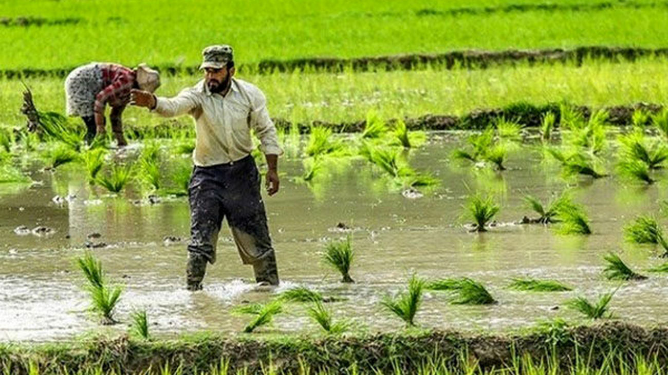 پشت پرده گرانی بی موقع قیمت برنج در بازار اسفند