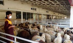 آخرین قیمت دام زنده در ۳۰ فروردین ۱۴۰۴ + بررسی تغییرات بازار