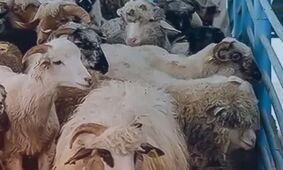 قیمت روز دام زنده ۱۸ مرداد ۱۴۰۴  / ارزان ترین و گران ترین استان ها کدامند؟