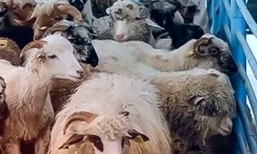 قیمت روز دام زنده ۱۸ مرداد ۱۴۰۴  / ارزان ترین و گران ترین استان ها کدامند؟