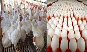 قیمت جدید مرغ و تخم‌مرغ  / نابسامانی در بازار تخم مرغ ادامه دارد !