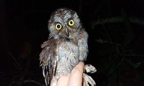 کشف یک گونه جدید از جغد در آفریقا
