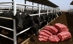 افزایش شدید قیمت گوشت/ واردات گوشت گاو رکورد زد!
