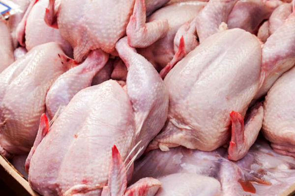 مرغ دوباره پرواز کرد / چند بخریم خوبه ؟!