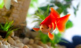 گنج ناشناخته ماهیان زینتی ایران / بی توجهی به بازاری 6 هزار میلیارد دلاری