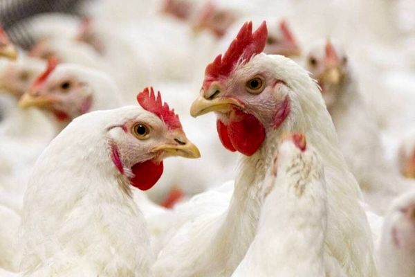 مرغداری‌ها در شوک: حذف ارز ترجیحی و افزایش عجیب جوجه‌ریزی!