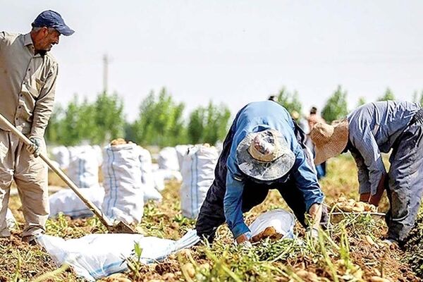 اقتصاد کشاورزی در سراشیبی / دولت‌ها و سیاست‌های ناکارآمد مقصرند