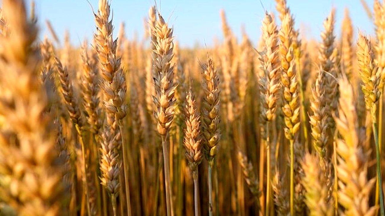 یکی از غلاتی که تاریخ بشر را تغییر داد
