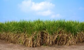 سنگین‌ترین عرضه اولیه تاریخ بورس با طعم شکر