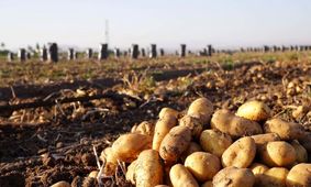 سیب‌زمینی وارداتی عرضه شد / قیمت چند؟ 