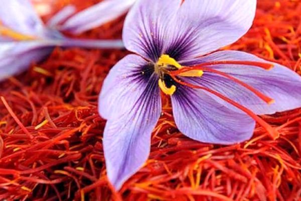 سوءاستفاده افغانستان از ایران لو رفت !