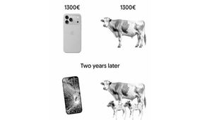 به جای آیفون 17/ گاو بخرید و پول‌ساز شوید!