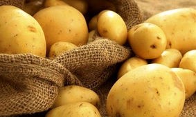 سیب‌ زمینی به سبد خرید کارگران باز می گردد