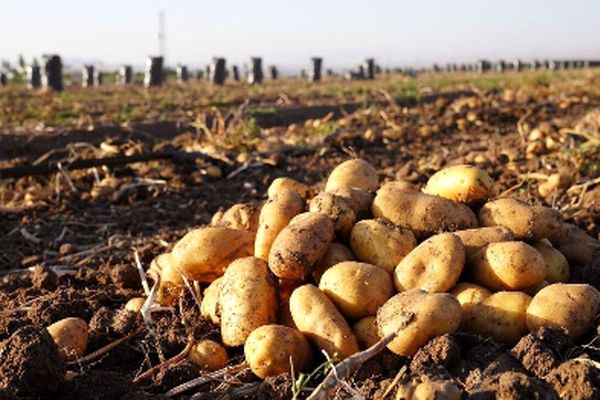 همکاری پاکستان و ترکیه برای کمک به ایران!