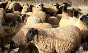 آخرین قیمت دام زنده / گوسفند و گوساله چقدر گران شدند؟ + جدول