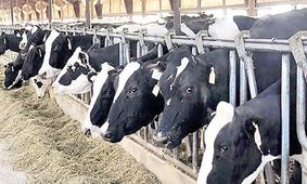 اسرائیل نمی‌توانست اقتصاد ما را  اینگونه نابود کند؛ آقای وزیر بیدار شو! + فیلم